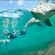 Two people swimming with dolphins at Dolphin Cay at Atlantis on Paradise Island in The Bahamas